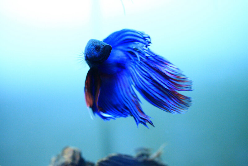 blue betta fish swimming