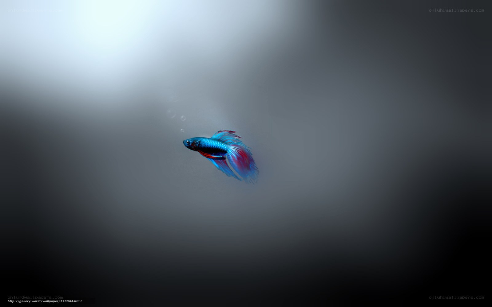 Blue betta fish swimming