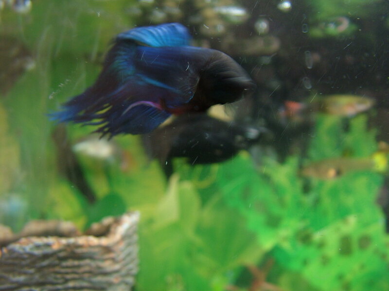 Blue Betta Fish