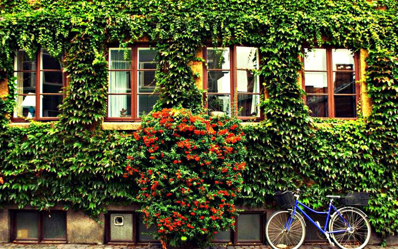 Blue Bicycle Against Ivy Wall