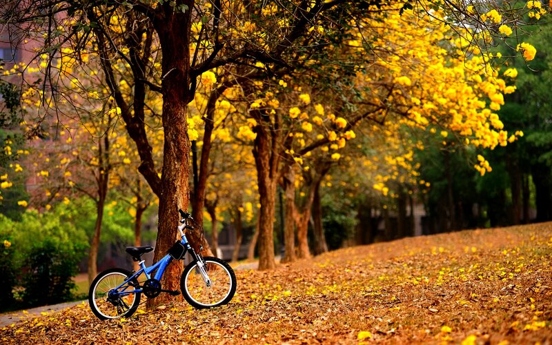 Blue Bicycle Against Tree