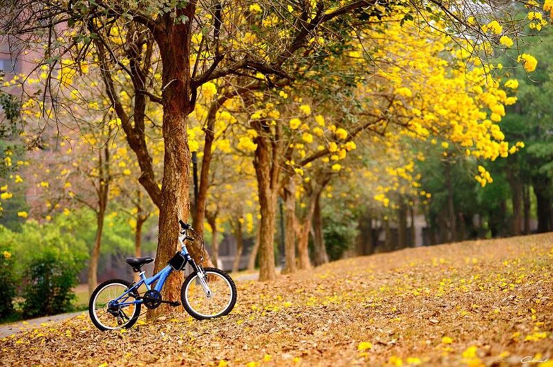 Blue Bicycle Against Tree — Yellow