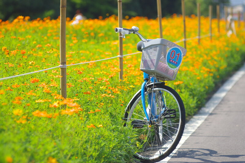 Blue Bicycle in Flower Field