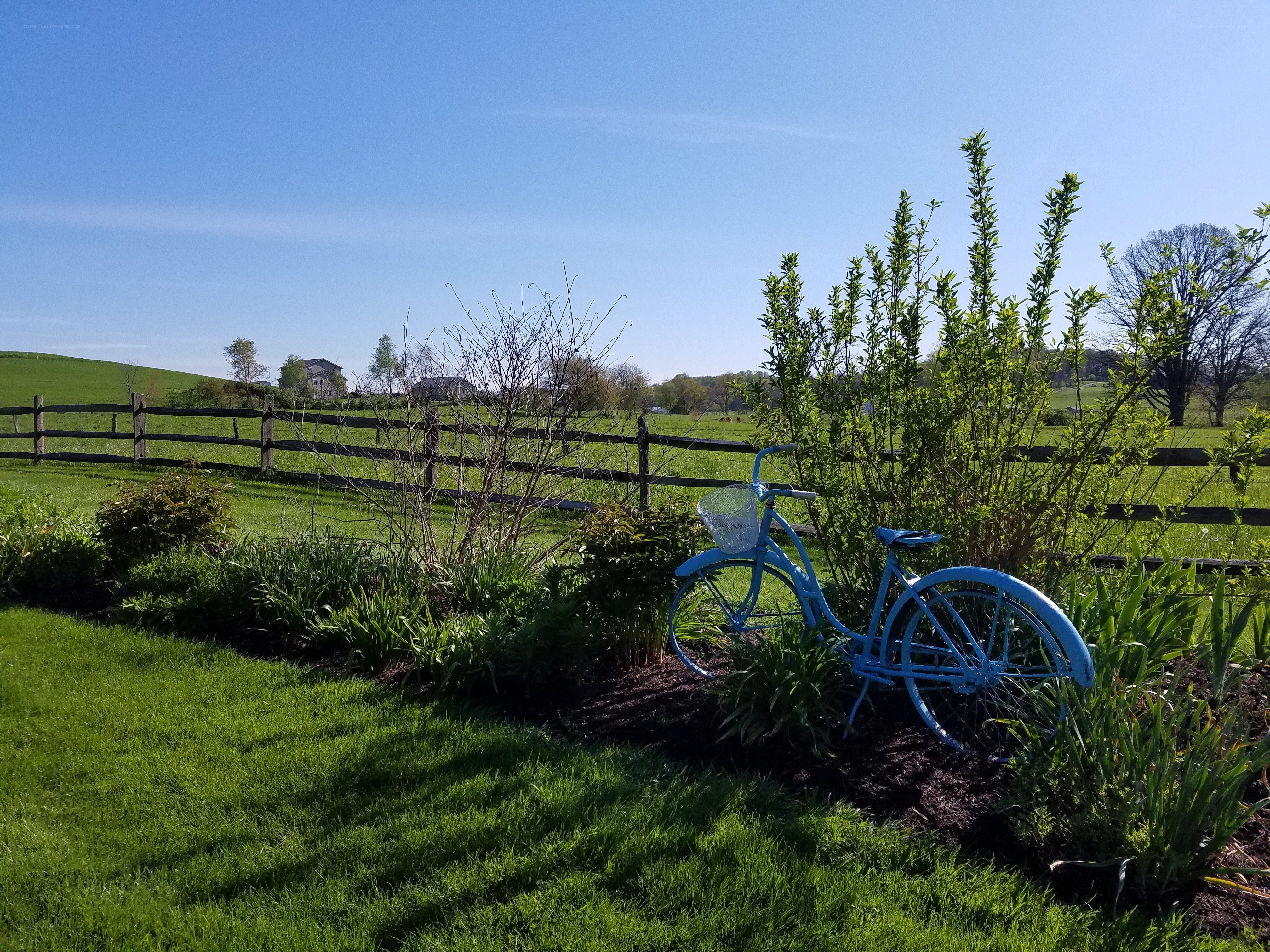 Blue bicycle in garden landscape