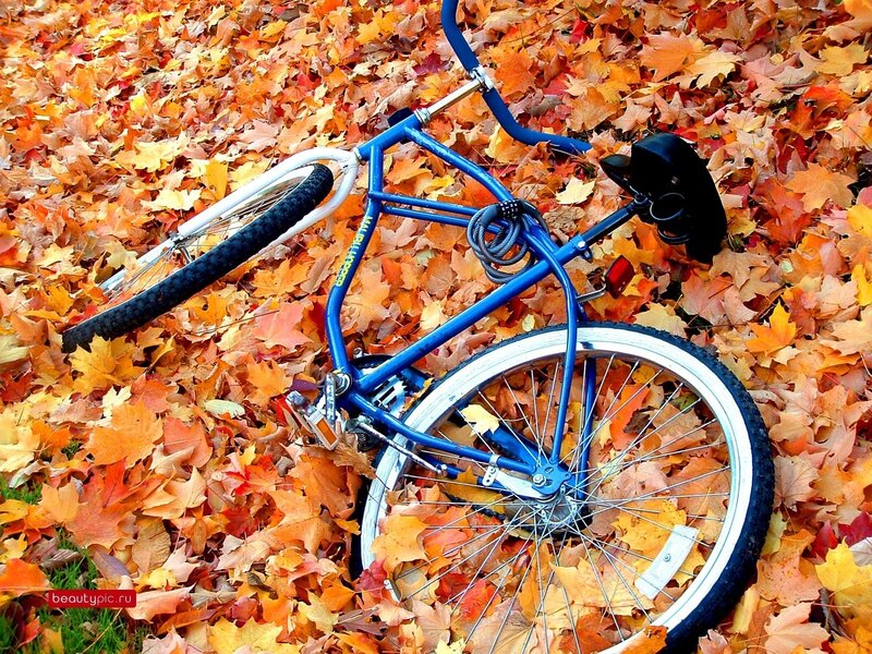 Blue bike in autumn leaves