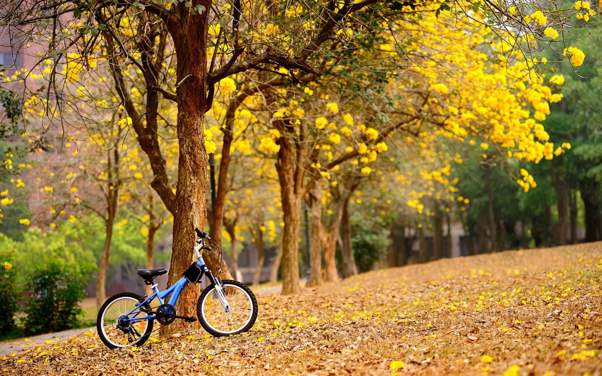 Blue bike under yellow-flowered trees