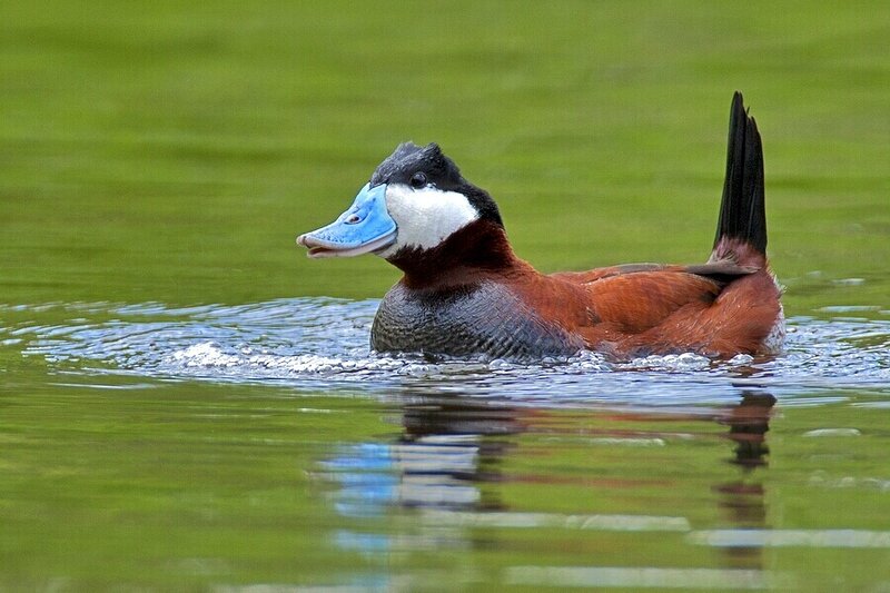 Blue-billed Duck Swimming