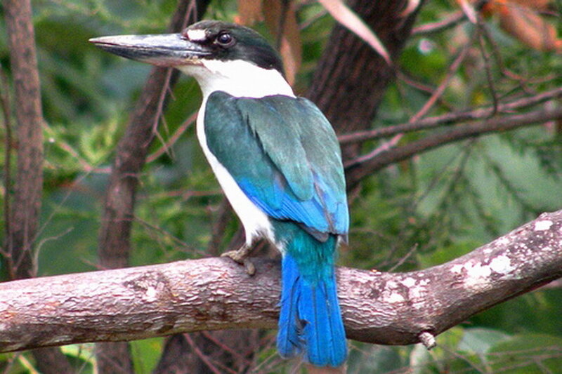 Blue-billed Kingfisher