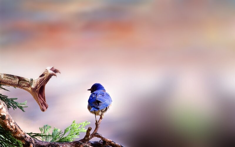 Blue Bird and Snake — Dramatic, Photograph