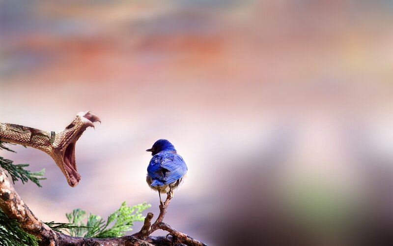 Blue Bird and Snake — Dramatic