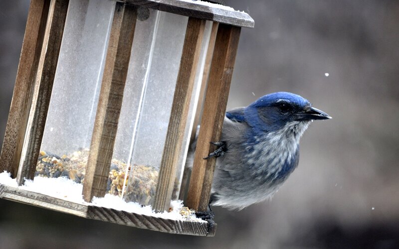 Blue Bird at Feeder — Calm