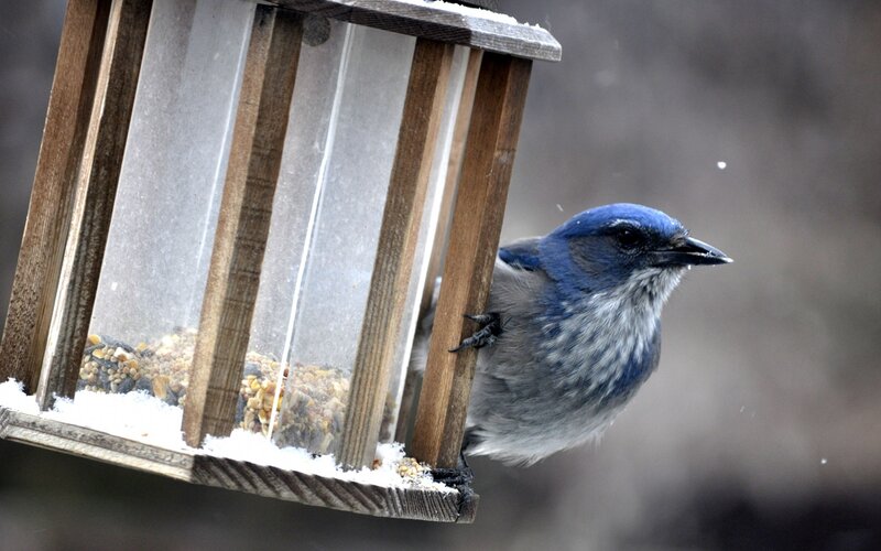 blue bird at feeder