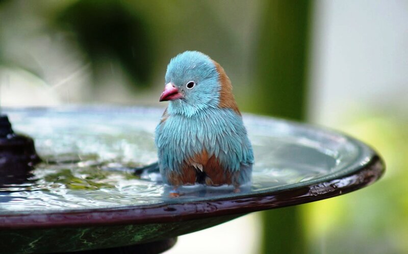 blue bird bathing in fountain