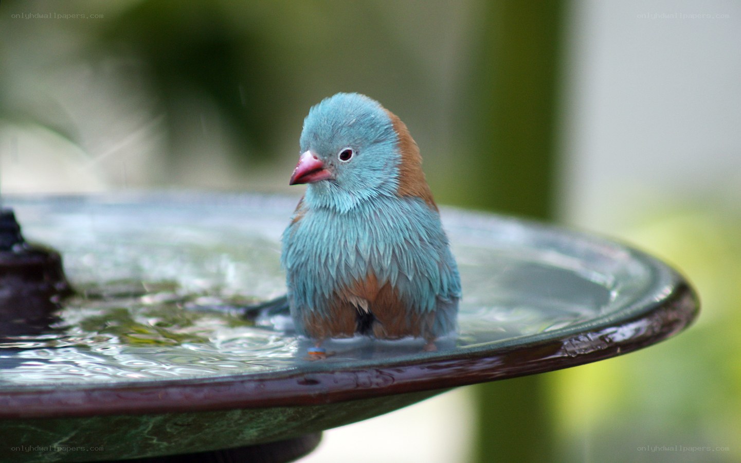 blue bird bathing in fountain