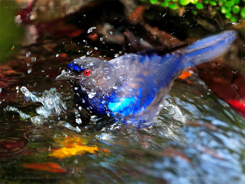 blue bird bathing in water