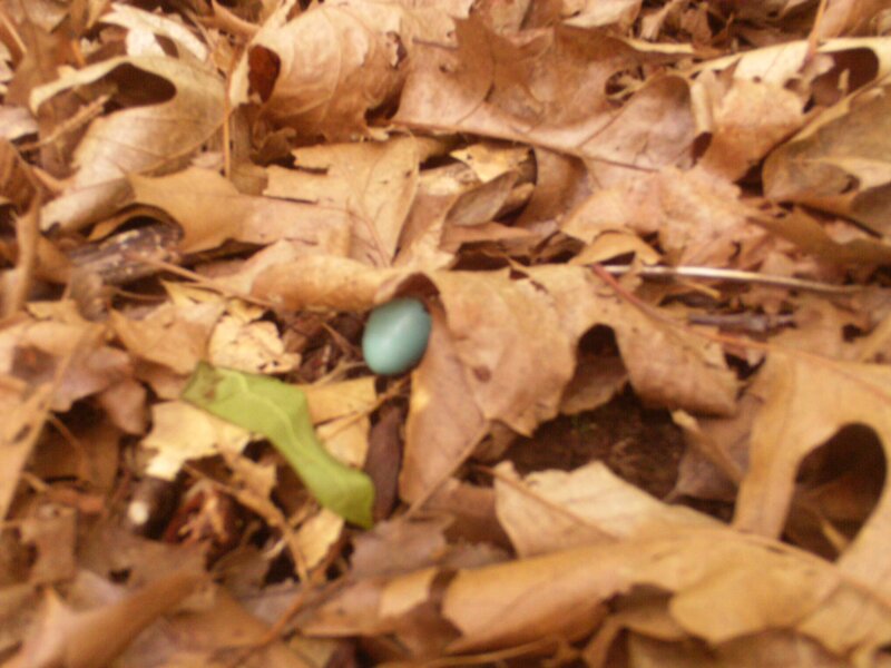 Blue Bird Egg
