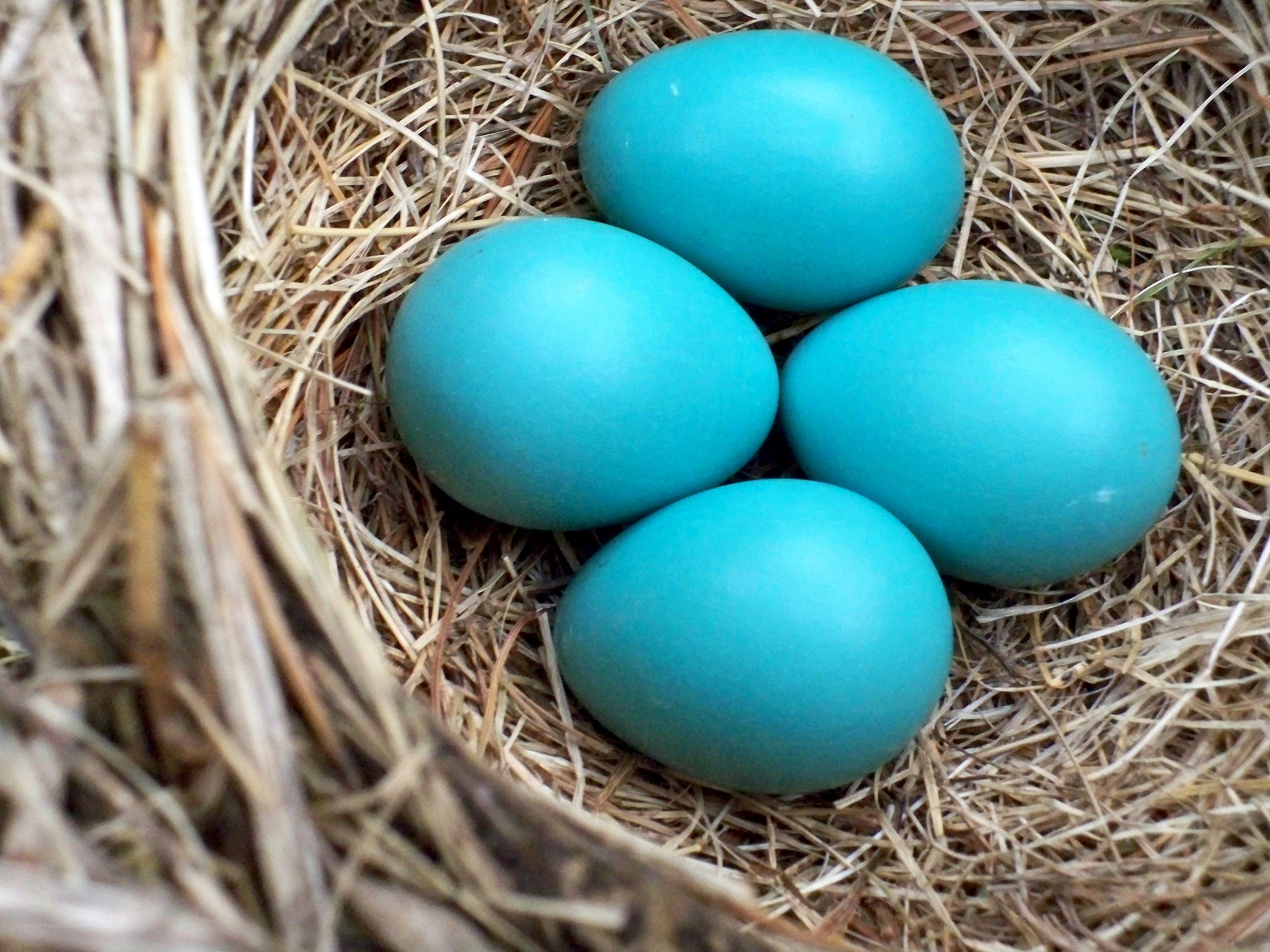 blue bird eggs in a nest