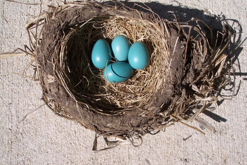 Blue Bird Eggs in Nest — Brown