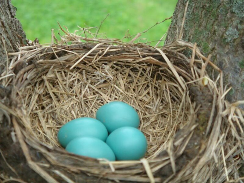 Blue Bird Eggs in Nest