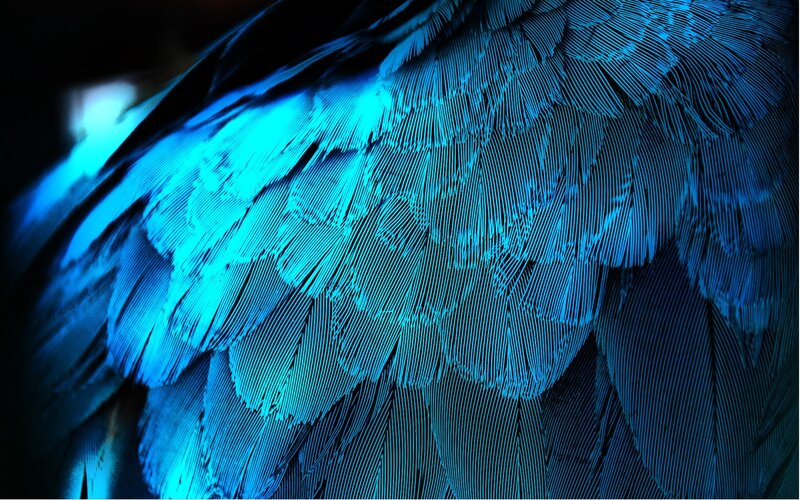 Blue Bird Feathers — Black