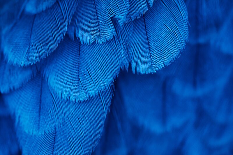 Blue Bird Feathers — Calm
