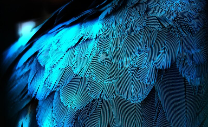 Blue Bird Feathers — Dramatic