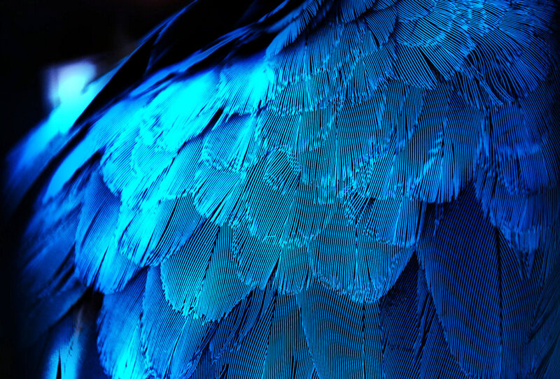 Blue Bird Feathers