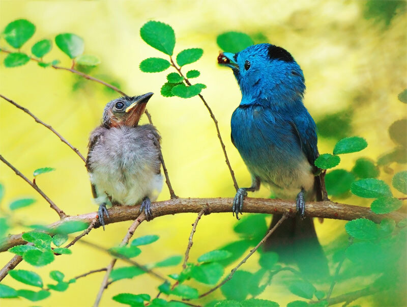 Blue Bird Feeding Chick