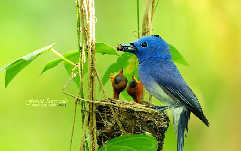 Blue bird feeding chicks