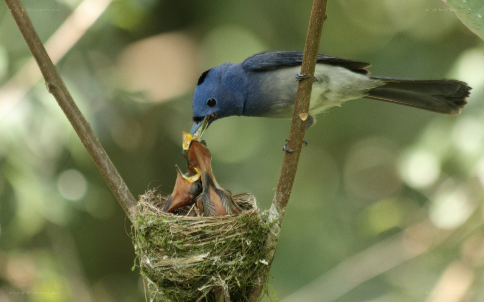 Blue bird feeding chicks