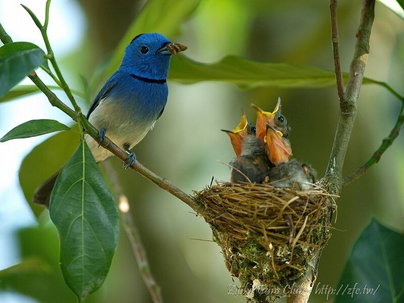 Blue Bird Feeding Chicks — Natural