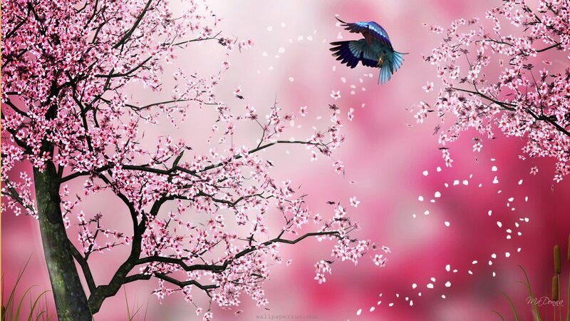 Blue Bird Flying Between Cherry Trees