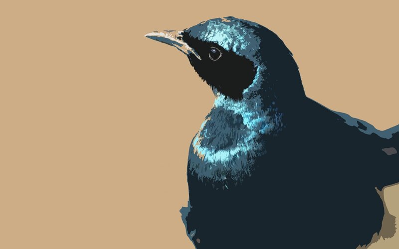 blue bird illustration