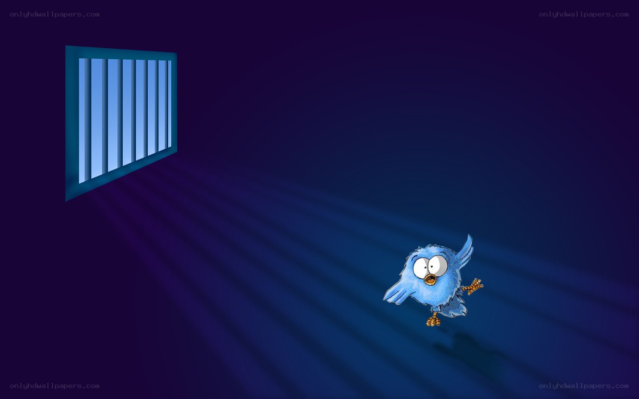 blue bird in dark room