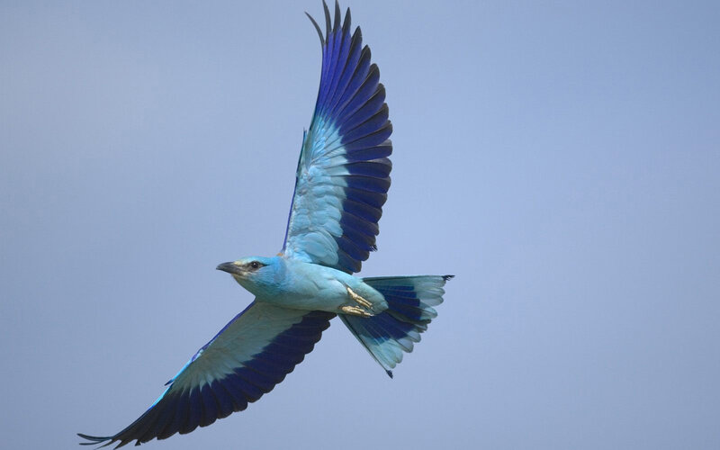 blue bird in flight