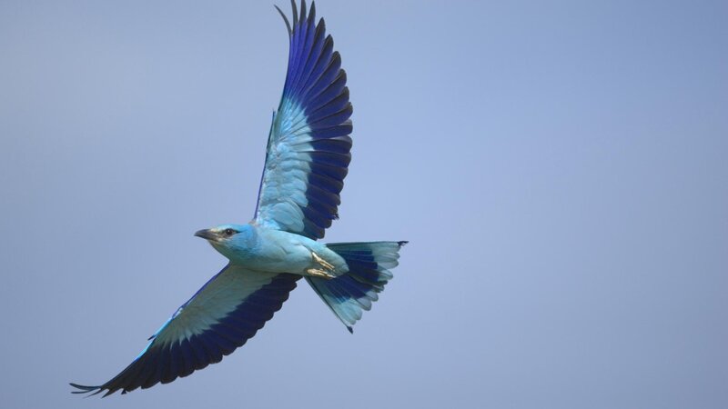 blue bird in flight