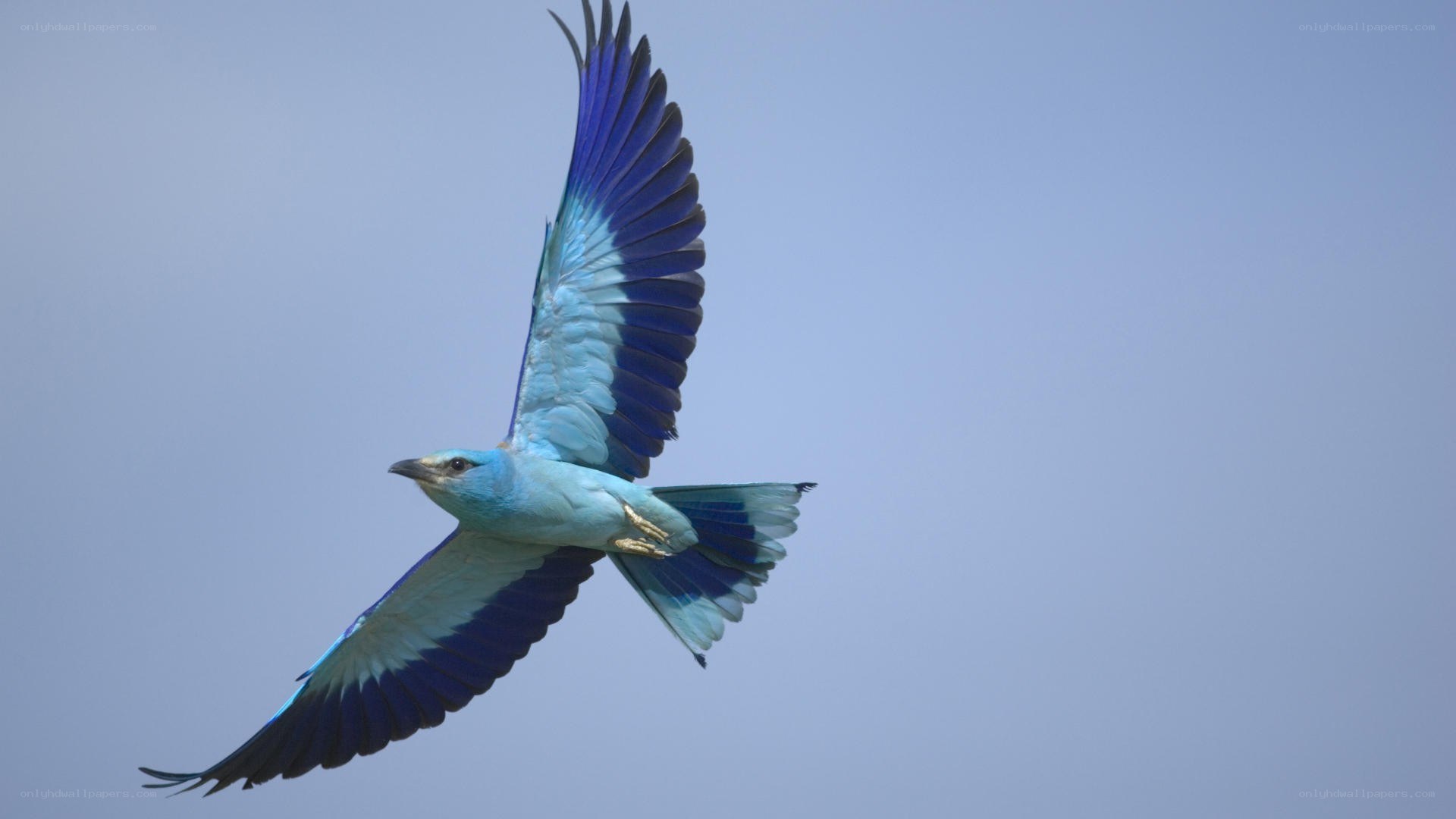 blue bird in flight