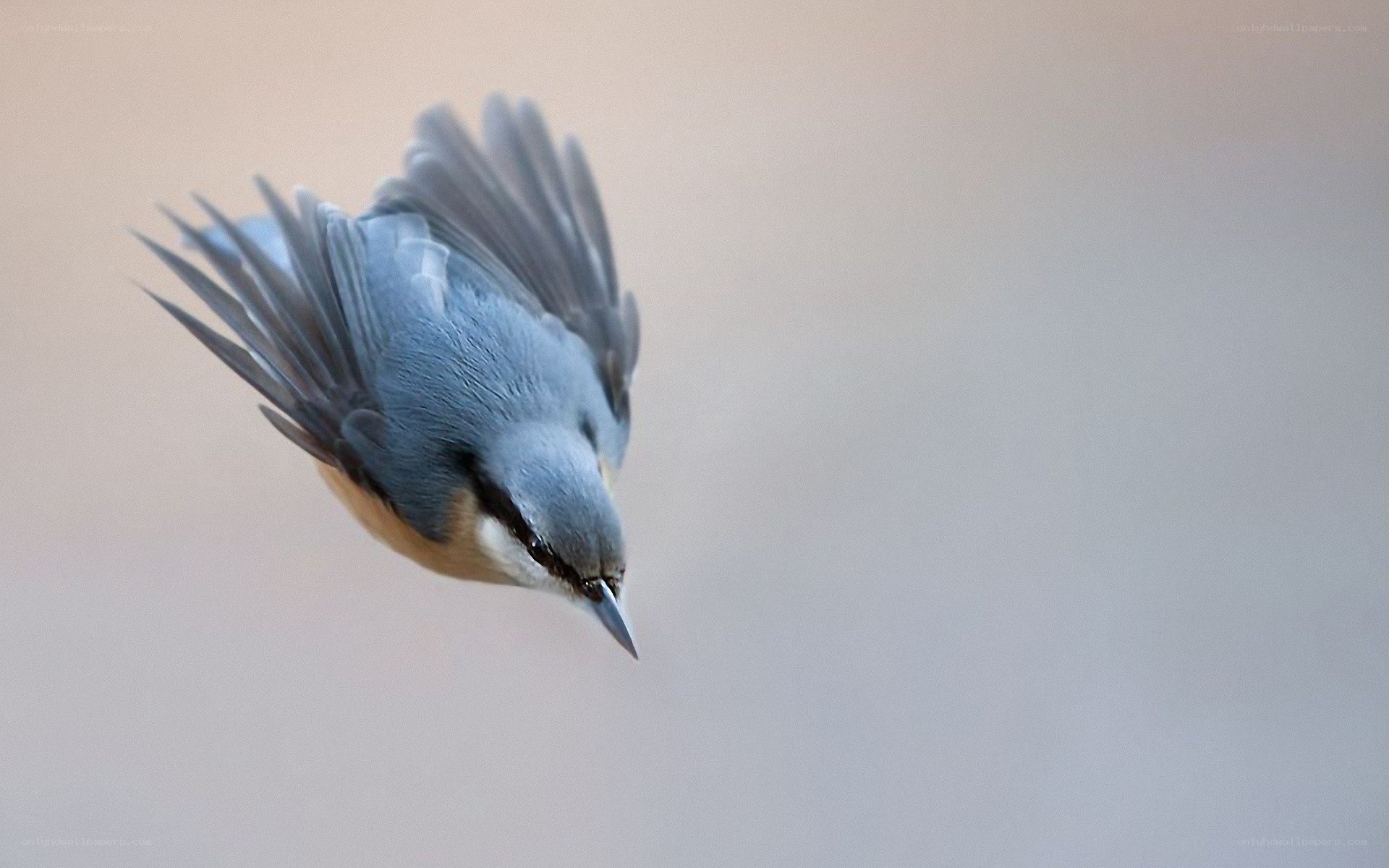 blue bird in flight