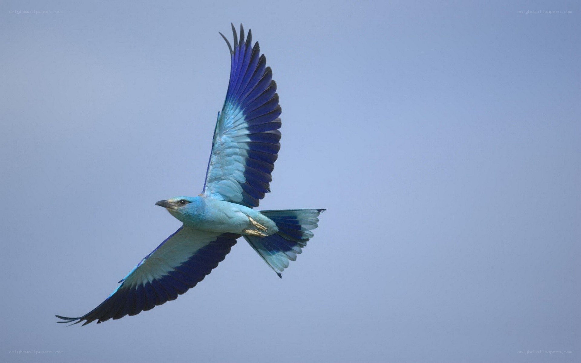 blue bird in flight