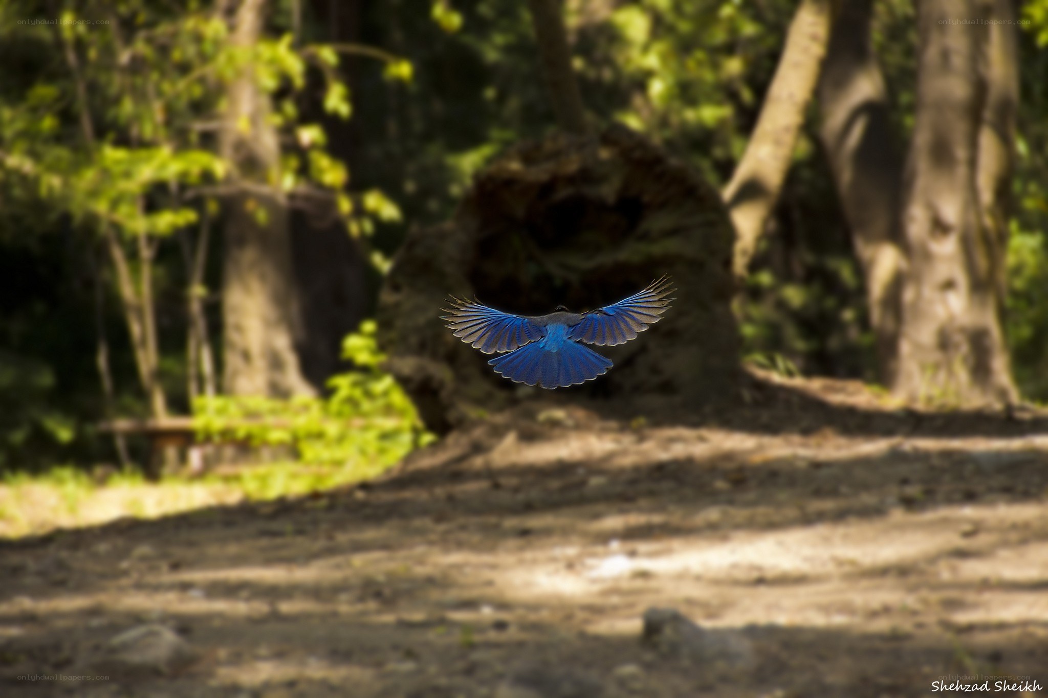 blue bird in flight