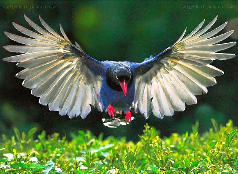 blue bird in flight