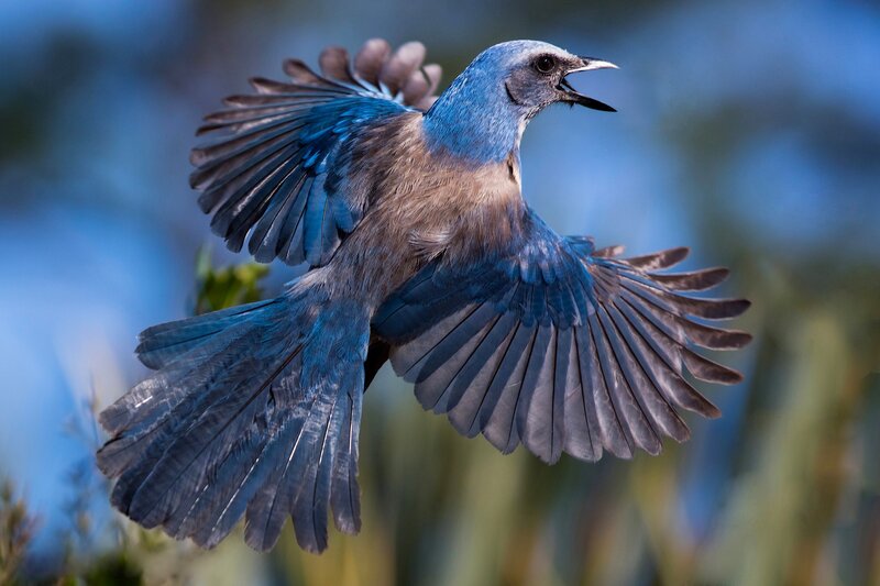 Blue Bird in Flight — Dynamic, Afternoon