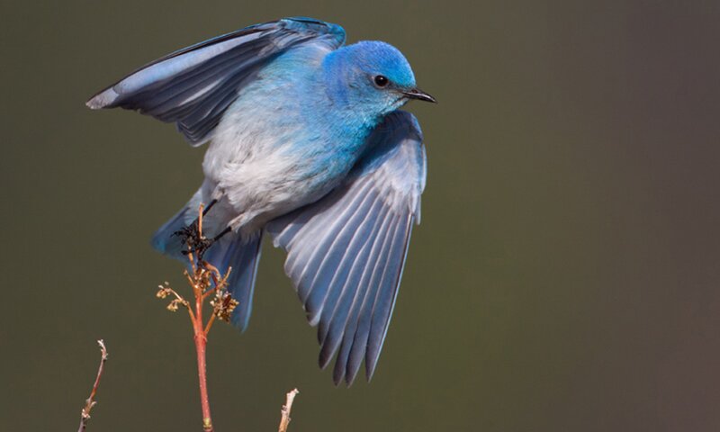 Blue Bird in Flight — Dynamic, Photograph, Branch