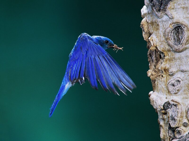 Blue Bird in Flight — Dynamic, Photograph