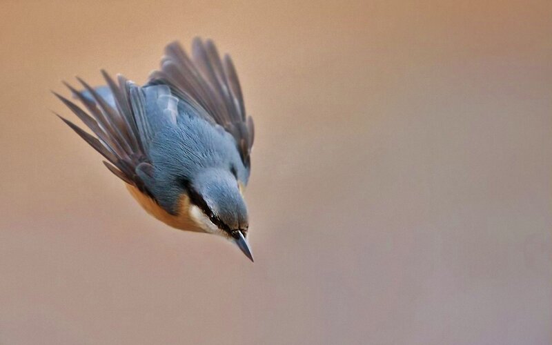 Blue Bird in Flight — Dynamic, Photograph, Wings