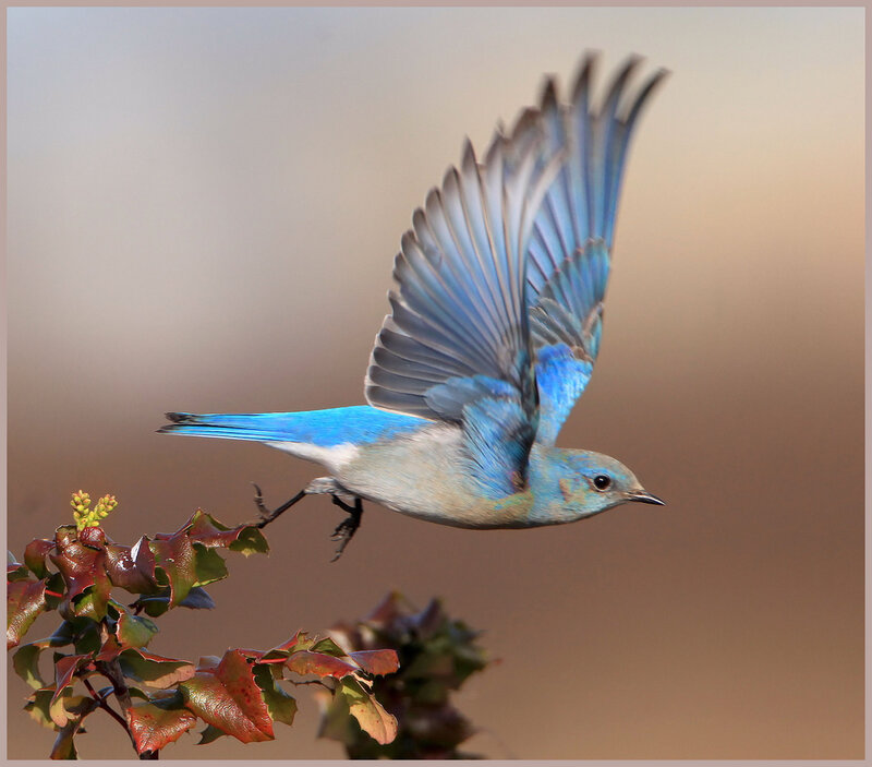 Blue Bird in Flight — Dynamic, Sunset
