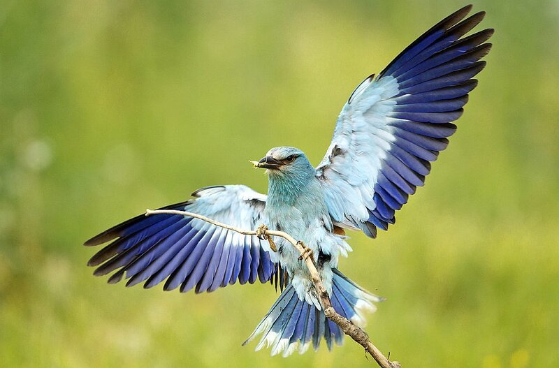 Blue Bird in Flight — Dynamic