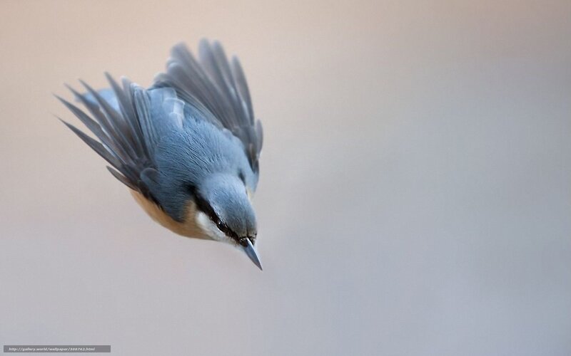 Blue Bird in Flight — Gray