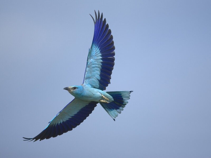 Blue Bird in Flight — Serene