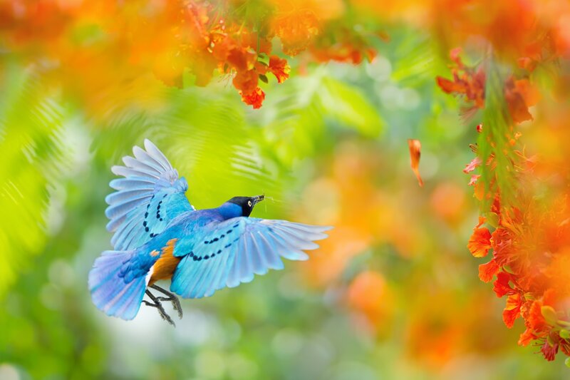 Blue Bird in Flight — Vibrant